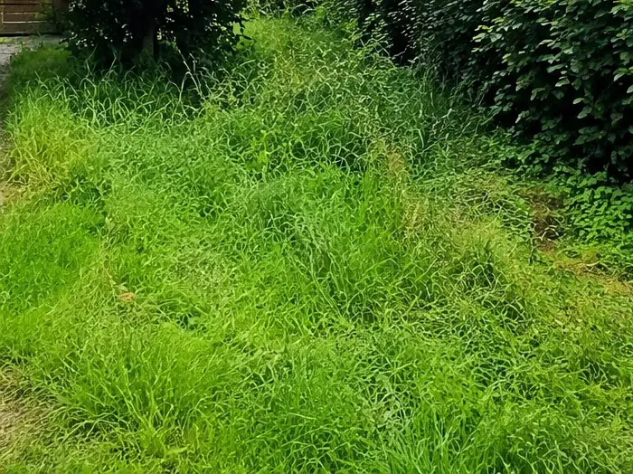 Verwilderte, hoch gewachsene Wiese vor dem Pflegeeinsatz